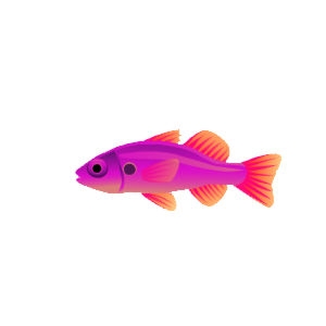 Pansy Fowleria Cardinalfish